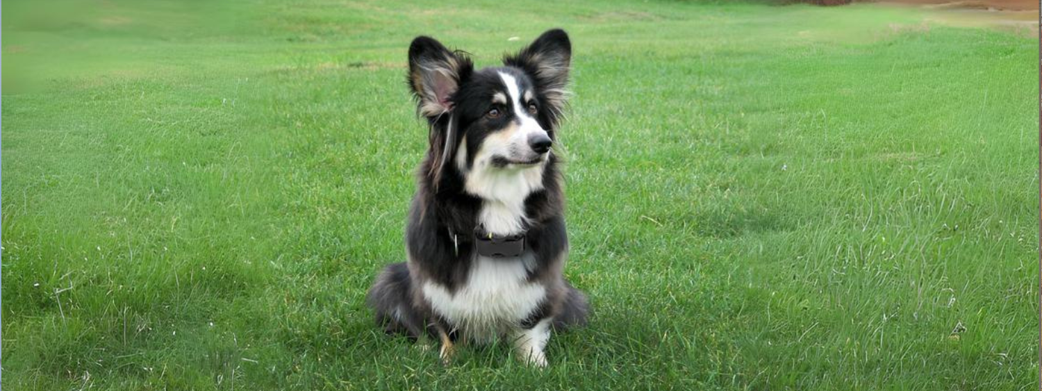 Bark Collars for Larger Dogs