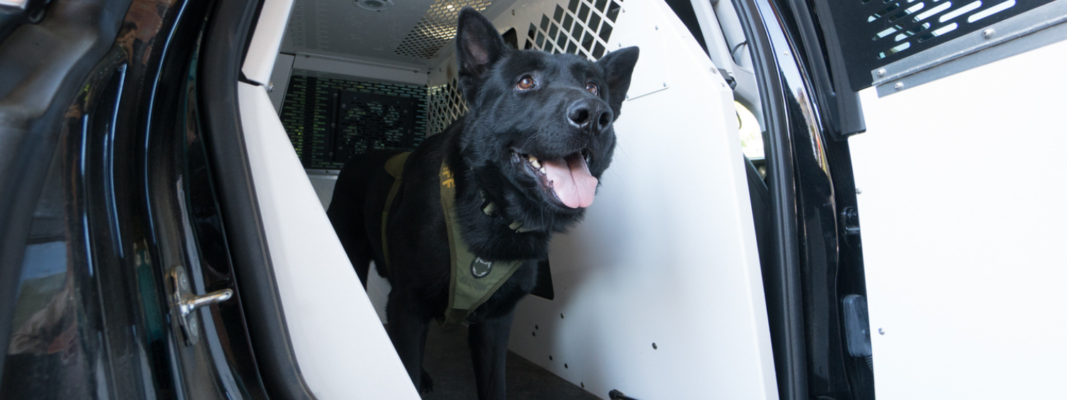 k9 E-Collars