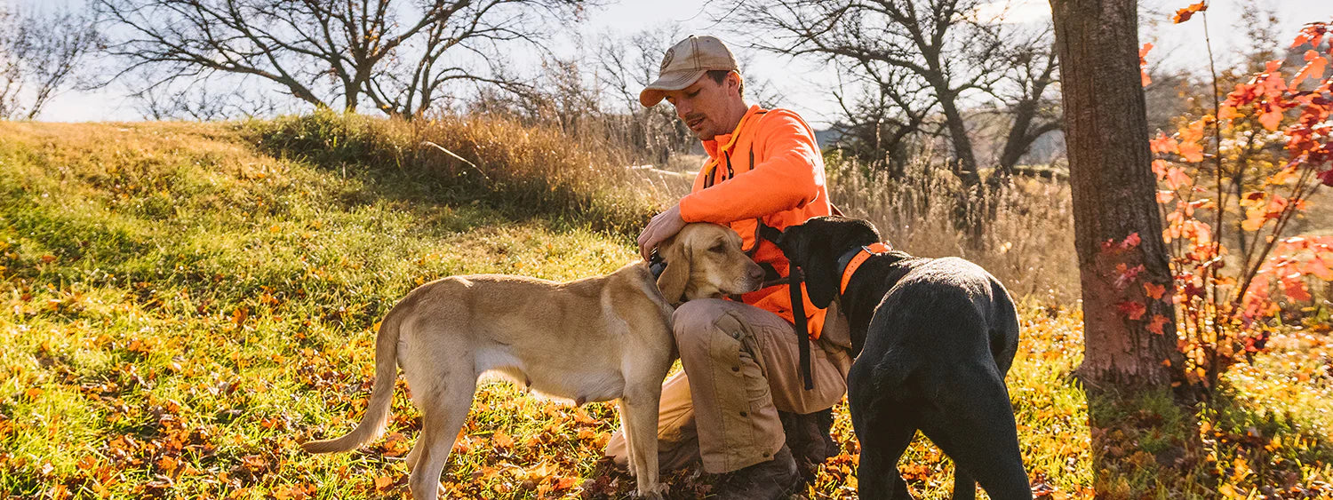 Pointer Gun Dogs