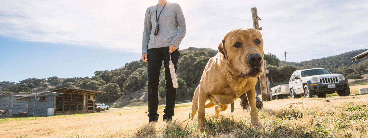 Retriever Dogs