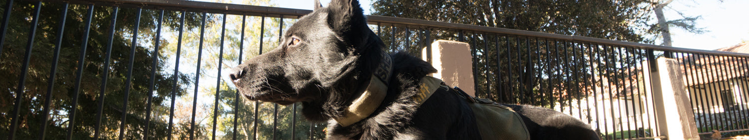 Working K9 Launcher