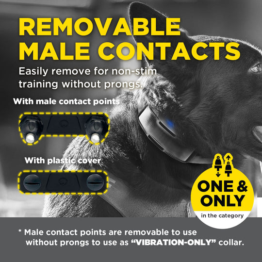 1900X BLACK EDITION 1-DOG UNIT